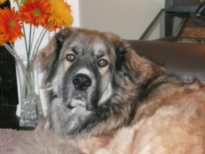 Careing for your senior pets
